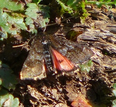 Pyrausta dapalis