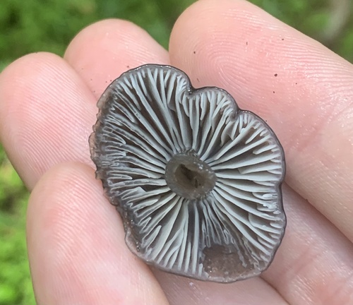 Gliophorus image
