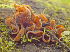 Otidea alutacea