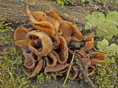 Otidea alutacea