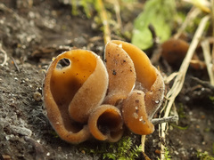 Otidea alutacea