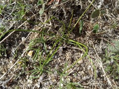 Malacothrix glabrata