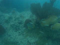 Holacanthus bermudensis