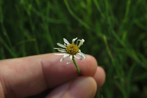 Boltonia diffusa var. diffusa