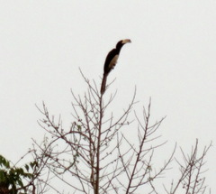 Lophoceros fasciatus