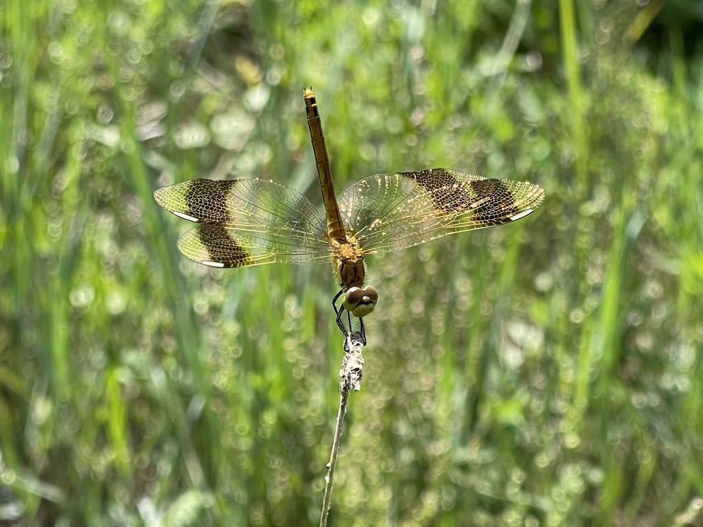 Banded Darter from Collapsed Bridge, Khentii, MN on July 31, 2023 at 10 ...