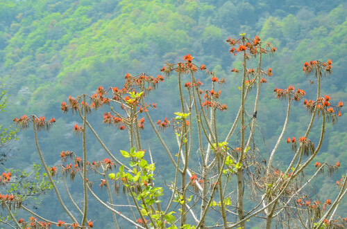 Erythrina stricta, photograph 5
