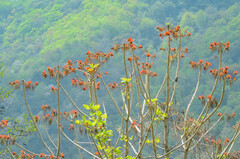 (c) Jay Pruett, some rights reserved (CC BY) Erythrina stricta, photograph (c) Jay Pruett, some rights reserved (CC BY)