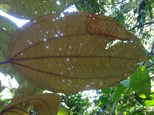 Image of Miconia argentea by (c) Tereso Hernández Morales, some rights reserved (CC BY)