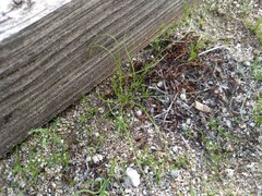 Malacothrix glabrata