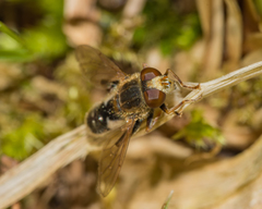Anasimyia bilinearis