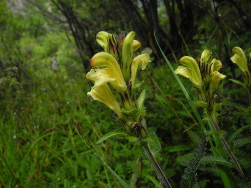 Pedicularis paiana