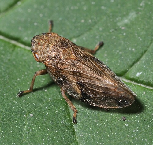 Aphrophora quadrinotata Say, 1830