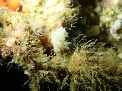 Calcarea
