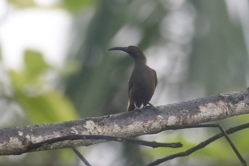 Melilestes megarhynchus observed 2023-07-10