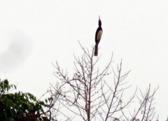 Lophoceros fasciatus