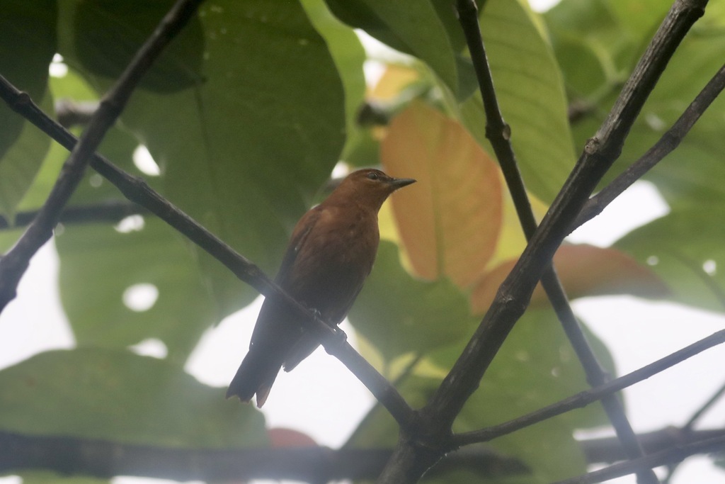 Gray-headed Cicadabird