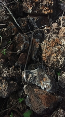 Pseudalsophis steindachneri