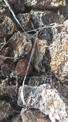 Pseudalsophis steindachneri