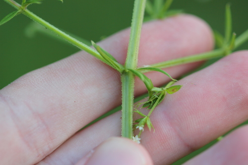 Image of Galium asprellum by (c) Quinten Wiegersma, some rights reserved (CC BY)