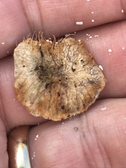 Dalbergia ecastaphyllum