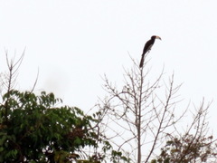 Lophoceros fasciatus