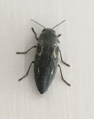 Buprestis dalmatina
