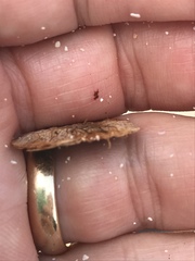 Dalbergia ecastaphyllum