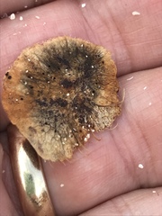 Dalbergia ecastaphyllum