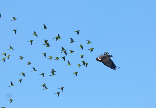 Águila de Azara (Buteogallus coronatus)