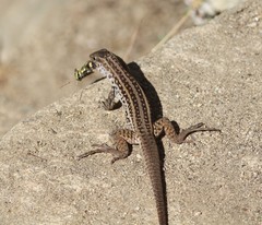 Aspidoscelis maximus