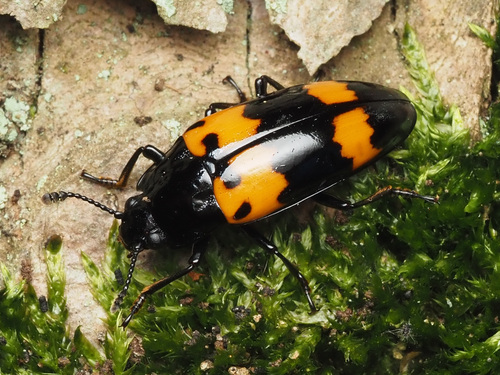 Pleasing Fungus Beetle photo 5