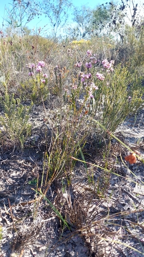 Image of Amphithalea ericifolia by (c) Jacques van der Merwe, some rights reserved (CC BY-SA)