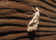 Gadira acerella