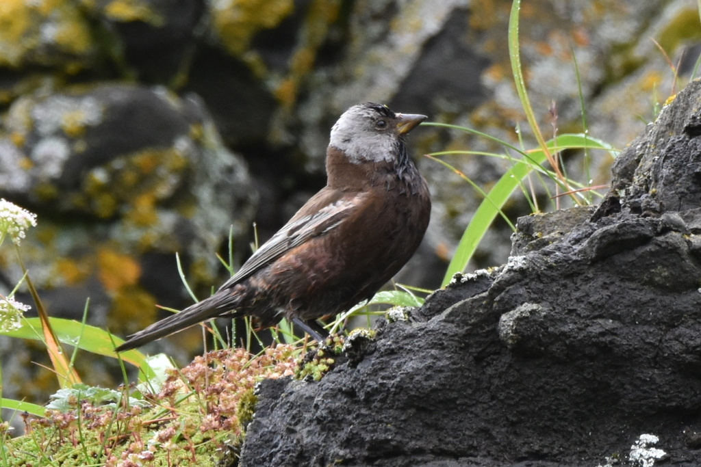 Gray-crowned Rosy-Finch (Aleutian and Kodiak Is.)