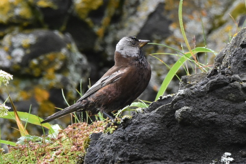 Gray-crowned Rosy-Finch (Aleutian and Kodiak Is.)