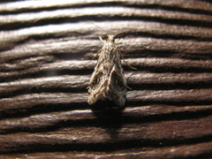 Gadira acerella
