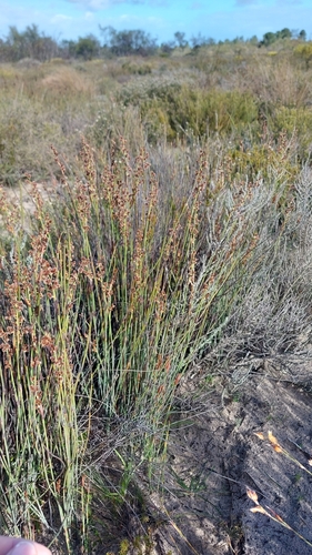 Sandveld Fountainreed (Cannomois arenicola)