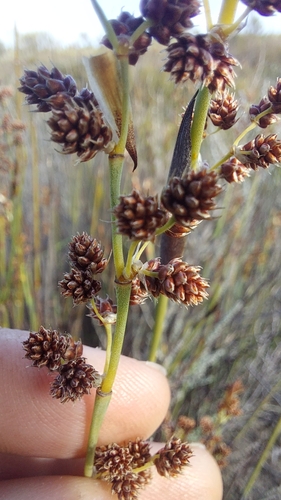 Image of Cannomois arenicola by (c) Jacques van der Merwe, some rights reserved (CC BY-SA)