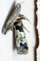 Bryolymnia marti