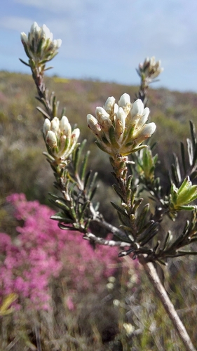 Crooked Blombush (Metalasia adunca)