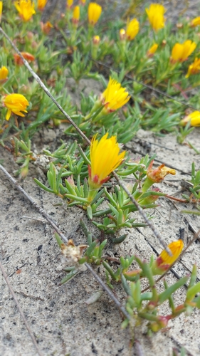 Image of Lampranthus explanatus by (c) Jacques van der Merwe, some rights reserved (CC BY-SA)