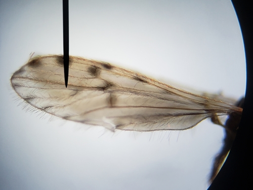 Erioptera parva photo 2