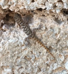 Mediodactylus kotschyi