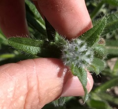Cryptantha barbigera fergusoniae