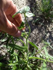 Cryptantha barbigera fergusoniae