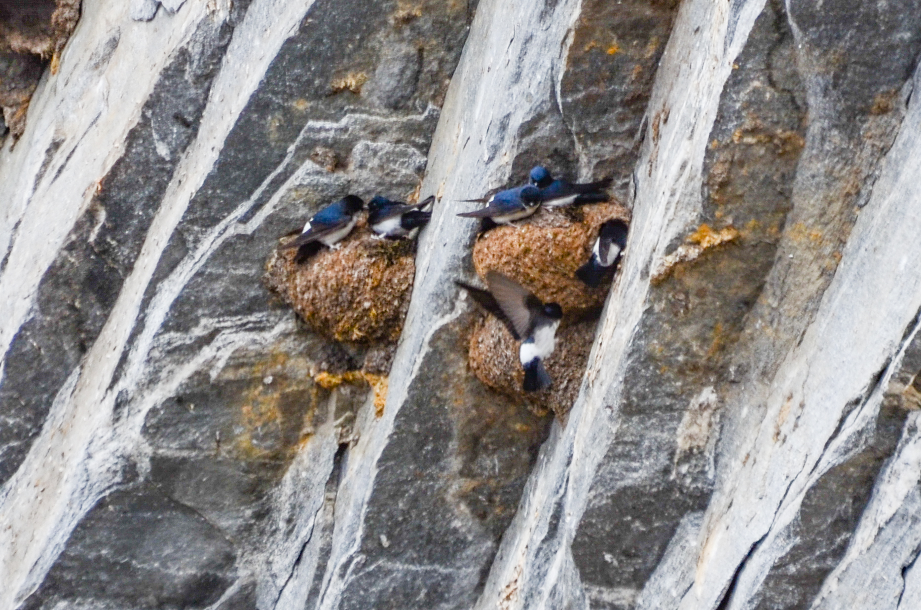 Nepal House Martin (Delichon nipalense), photo 5