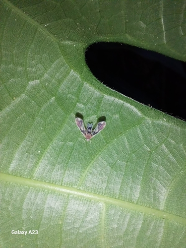 Pyrrhoneura saccharicida in life