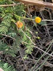 Vachellia rorudiana