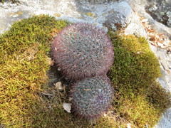 Mammillaria rhodantha fera-rubra